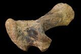 Fossil Dinosaur (Hadrosaur?) Transverse Process - South Dakota #145884-4